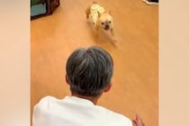 幼稚園に預けられていた犬のお迎えへ→『そのまま帰るかな』と思ったら…あまりにも尊い『帰りの儀式』が29万再生「メロメロ」「なんて可愛い」