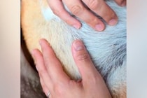 人間の赤ちゃんと同じように、犬を『抱っこでトントン』した結果→顔を見ると…『まさかの表情』に5万いいね「なんて安らかｗ」「たまらない」