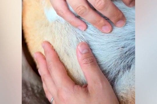 人間の赤ちゃんと同じように、犬を『抱っこでトントン』した結果→顔を見ると…『まさかの表情』に5万いいね「なんて安らかw」「たまらない」