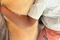 男の子が発熱し、おばあちゃんの家に行けず『泣いてしまった』結果→大型犬が近くで…まるで『母親のような光景』が13万再生「本当に優しい子」
