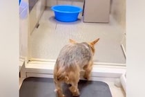 お風呂が嫌いな犬→『でも、褒められたい』と一生懸命に頑張って…泣けるほど愛おしい光景が68万再生「お利口すぎる」「愛情ですね」「感動した」