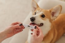 犬の『平熱』は何度なの？発熱してしまう原因や考えられる病気まで解説