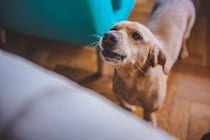 犬が『夜鳴き』をしてしまう理由4つ　主な要因や安眠のためにできることまで