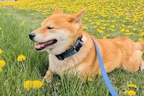 タンポポ畑で休憩する犬→『行こう』と声を掛けた結果、なぜかそのまま…思わず笑う『まさかの行動』に反響「静かな抵抗ｗ」「ツチノコみたいで草」