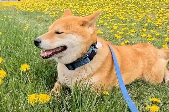タンポポ畑で休憩する犬→『行こう』と声を掛けた結果、なぜかそのまま…思わず笑う『まさかの行動』に反響「静かな抵抗ｗ」「ツチノコみたいで草」
