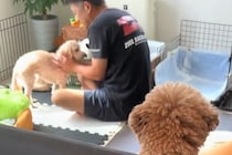 『明日ドッグラン行こうね』と犬に話していたら、他の犬が盗み聞きしていて…人間のような『リアクション』に反響「最後見てて草」「知能が高い」