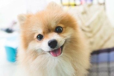 笑顔の犬