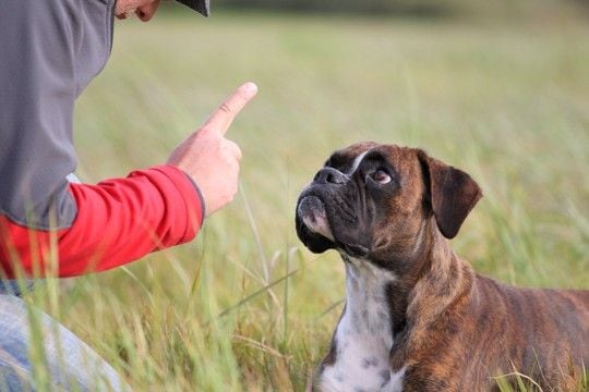 犬が飼い主に『腰を振る』理由6つ　やめさせるにはどうしたらいいの？適切な対応まで