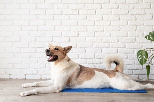 犬が死ぬかもしれない『夏のトラブル』4選　愛犬の命を守るために必ず知っておくべきことまで