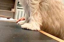 犬を預けたペットホテルから送れらてきた写真→『寂しがってないかな』と見てみたら…まさかの光景に5万いいね「たくましくて草」「えぐいｗ」