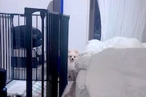 外せない用事があり『友人に自宅の犬のお世話をお願いした』結果→様子を撮影してくれて…思っていたのと違う反応が29万再生「表情ｗ」「可愛い」