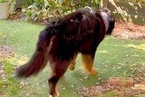 大型犬が亡くなる前日、なぜか『お庭』に出たがって…涙腺崩壊する『最期の行動』と『家族愛に溢れた記録』が113万再生「全うした」「生きた証」