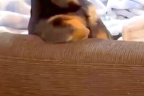 姉の家に遊びに行った結果→ソファに犬がいたので、様子を見ていると…まさかの『人間すぎる光景』に2万いいね「表情も人で草」「話聞こうかｗ」