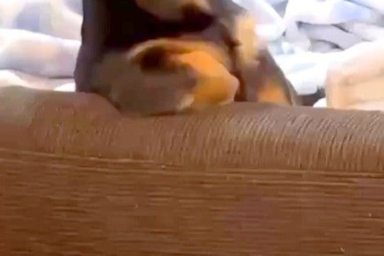 姉の家に遊びに行った結果→ソファに犬がいたので、様子を見ていると…まさかの『人間すぎる光景』に2万いいね「表情も人で草」「話聞こうかｗ」