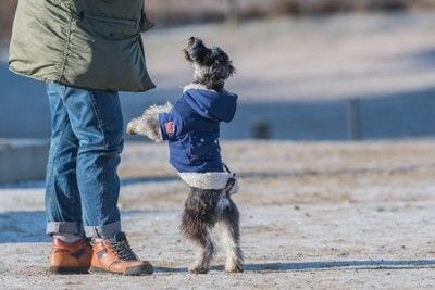 おすわり、柴犬