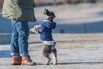 犬が『飛び跳ねる』理由とは？ピョンピョン跳ねるデメリットや対策まで