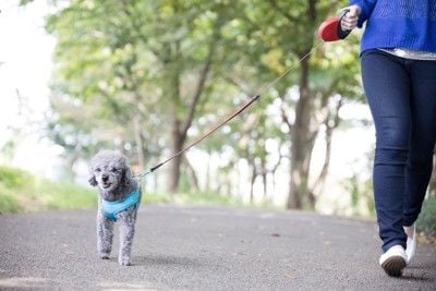 トイプードル、散歩