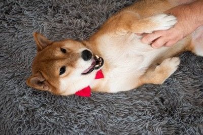 柴犬、お腹をなでる
