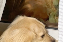 犬が『窓から外を眺めていた』ので、ふと様子を見てみたら…教えたことがない『想定外のポーズ』に1万いいね「モデルさんみたい」「可愛すぎる」