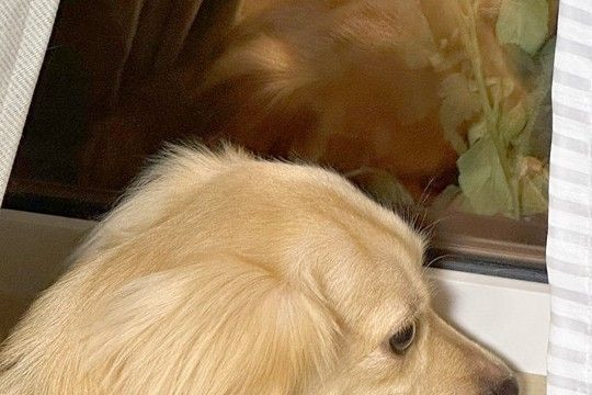 犬が『窓から外を眺めていた』ので、ふと様子を見てみたら…教えたことがない『想定外のポーズ』に1万いいね「モデルさんみたい」「可愛すぎる」