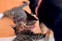 なかなか寝ない2匹の子猫→なぜか犬が『本当の母親』のように…あまりにも尊い『寝かしつけ』が19万再生「種を超えた愛情」「可愛いが大渋滞」