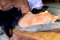 座椅子でお昼寝している犬→猫が『ちょっと通るにゃ』とやってきて、背中を…まさかの行動が104万再生「結構ガッツリで草」「慣れてて笑うｗ」