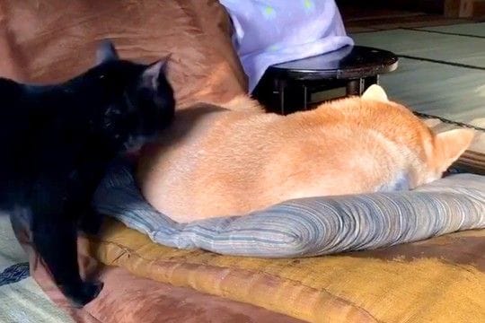 座椅子でお昼寝している犬→猫が『ちょっと通るにゃ』とやってきて、背中を…まさかの行動が104万再生「結構ガッツリで草」「慣れてて笑うｗ」