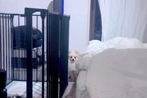 外せない用事があり『友人に自宅の犬のお世話をお願いした』結果→様子を撮影してくれて…思っていたのと違う反応が29万再生「表情ｗ」「可愛い」