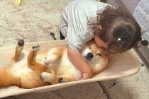 2歳の女の子が『バウンサーに乗った犬』を見た結果→まるで『赤ちゃん』のように…家族愛に溢れた光景が24万再生「素敵すぎる」「幸せ感じる」