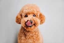 『甘えんぼう』と言われている犬種5選　過度な甘えは危険？飼い主の適切な接し方まで