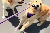 『絶対に帰りたくない大型犬』VS『帰りたい大型犬』お互いの意見が食い違った『まさかの攻防戦』に爆笑「カオスで草」「2匹で散歩行けそうｗ」