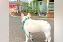 サイレンを鳴らした消防車と一緒に遠吠えする犬→『カッコよく吠える』と思いきや…予想を裏切る『まさかの光景』が79万再生「猫かな？ｗｗ」
