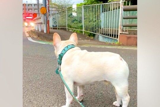サイレンを鳴らした消防車と一緒に遠吠えする犬→『カッコよく吠える』と思いきや…予想を裏切る『まさかの光景』が79万再生「猫かな？ｗｗ」