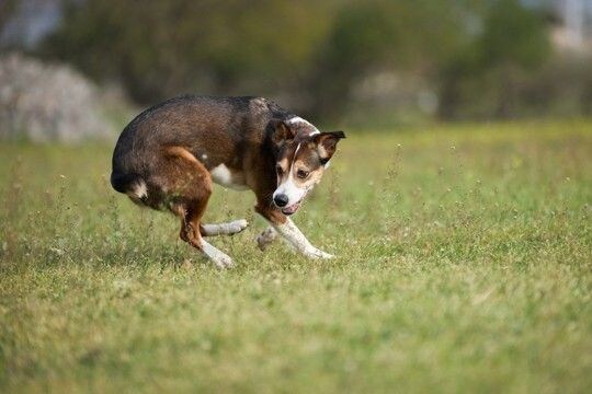 犬が『グルグル回ってしまう』心理5選 主な理由や考えられる病気まで