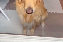 留守番をした大型犬→窓の外から様子を見てみると、表情が…あまりにもわかりやすい『ブチギレ顔』が39万表示「すんごい吊り目ｗ」「初めて見た」