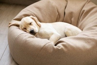 ベッドで寝る犬