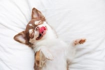 犬の『寝相』からわかる性格4選　あなたの愛犬は普段どんな寝方をしている？注意点まで解説