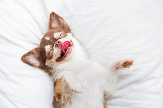 犬の『寝相』からわかる性格4選 あなたの愛犬は普段どんな寝方をしている?注意点まで解説