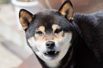 犬が『懐かない人』の特徴4つ　ワンコに好かれやすい人との大きな違いや仲を深める方法まで
