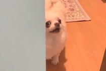 『お風呂入るね』と犬に伝えた結果→なぜか激怒したので『入りたくなったの？』と聞くと…微笑ましい光景に反響「たまらん可愛さ」「笑ったｗｗ」