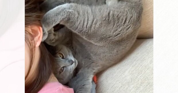 体調不良で寝ていると、猫が近くにやって来て…まさかの『クセが強すぎる看病』に爆笑する人が続出「体勢がすごいw」「支えてあげるからな」