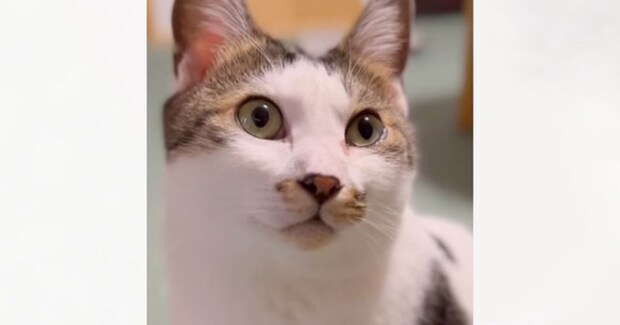 猫に『大好きだよ』と伝えた結果…涙が出るほど愛おしい『リアクション』が30万再生「返事に愛がこもってる」「ダメだわ泣けてきた」と感動