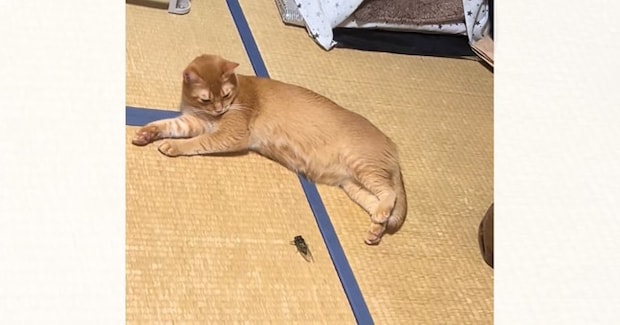 一直線に向かってきた『セミ』に……ネコが見せた『まさかの対応』が281万再生「食べるかと思ったらｗ」「進み続けるという強い意志を感じるｗ」