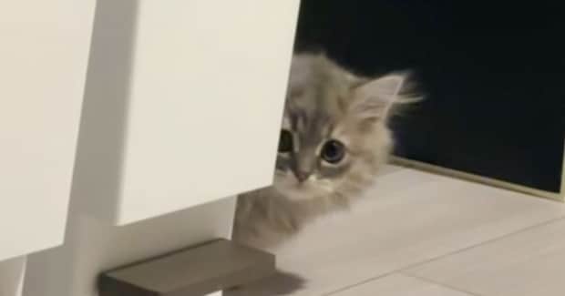 家の中をお散歩していた子猫→『ふと振り返った』次の瞬間…愛おしすぎる光景が54万再生「猫生1週目すぎて好き」「意味わからんぐらい可愛い」
