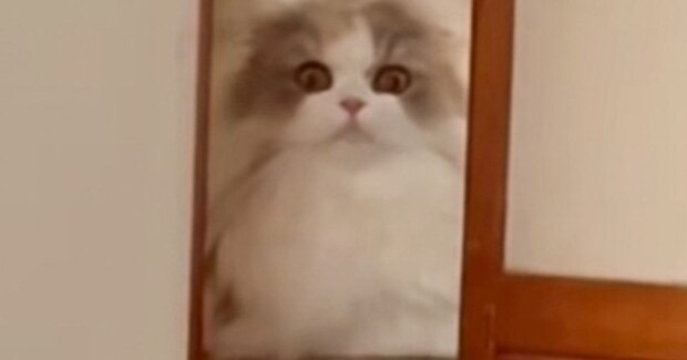 猫の『耳毛』を見てみると……とっても特徴的な『見た目』が可愛すぎると21万再生「タンポポの綿毛みたい」「お花の妖精さん」と反響