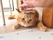 子猫の爪を切りたいので、頭にテープを貼る『都市伝説』を試した結果→犬は大人しくなったのに…『まさかの展開』に爆笑「逃げ足の速さｗｗ」