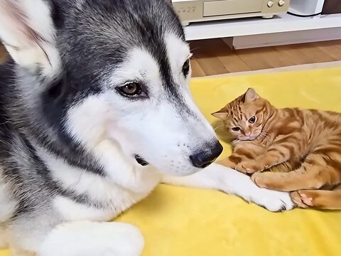 遊び疲れて眠たそうな大型犬→そばに赤ちゃんネコが寝転んで…一緒に遊びたくて見せた『健気な行動』に「尊い」「たっぷり癒やされた」と反響