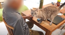 お家にやって来たおじいちゃんに……警戒心の強い猫が見せた『まさかの行動』に「メロメロで笑った」「お爺様の優しい雰囲気が良いのかな」と反響