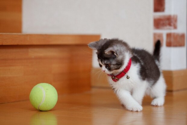 フェルト素材のボールで遊ぶ子猫