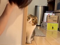 友達の家で『浮気』をして帰ると、２匹のネコが…すねた結果見せた『露骨な態度の違い』に反響「大好きなんだね」「バレるスピードがｗｗ」